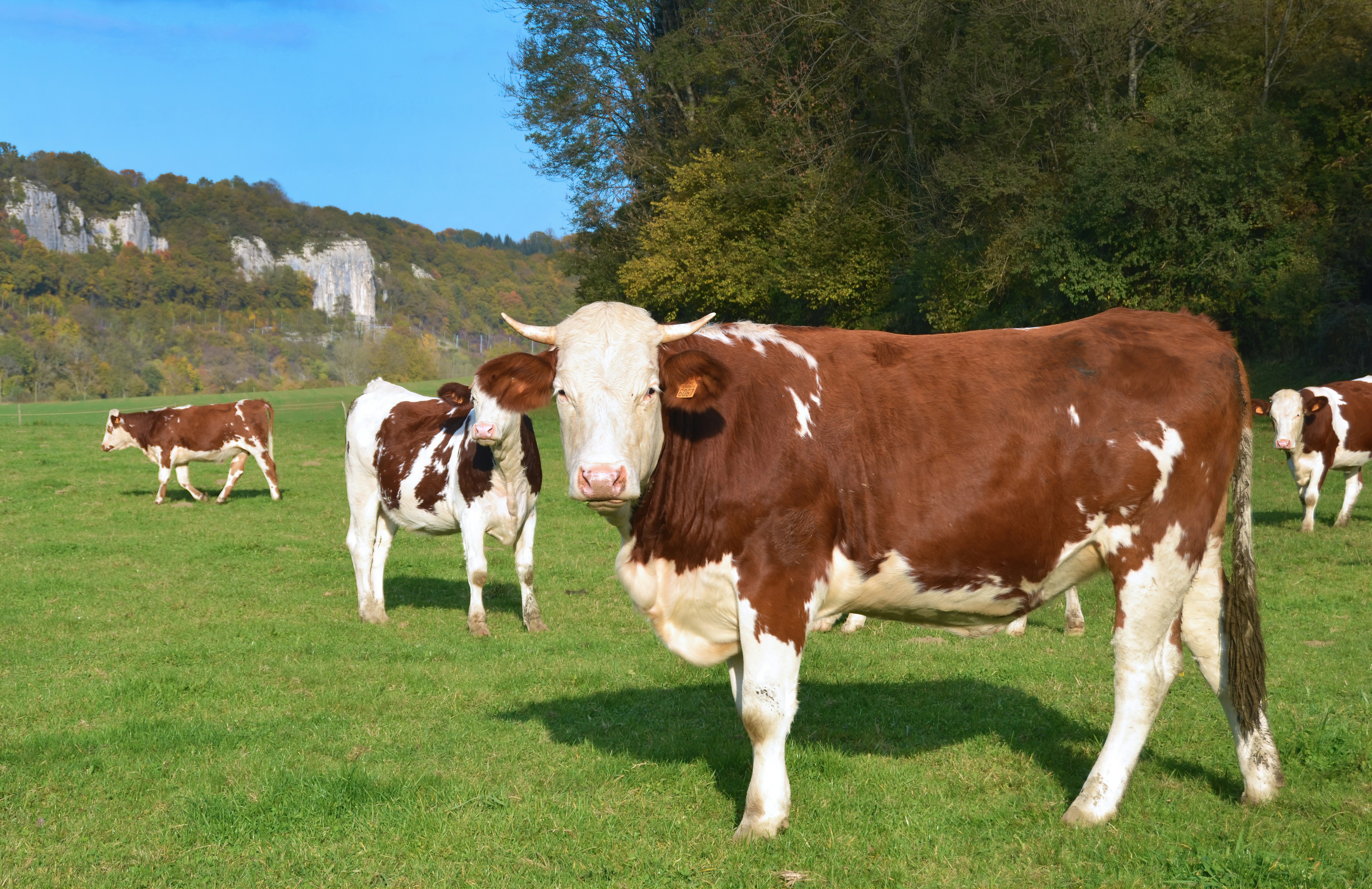 Sapi